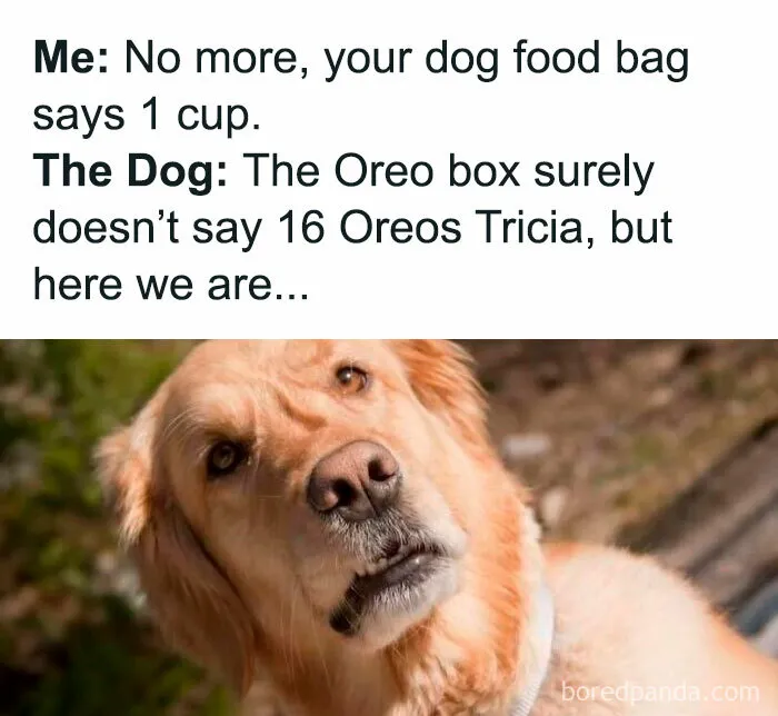 50 Funny Dog Memes That Are A True Ray Of Sunshine On A Tiring Day