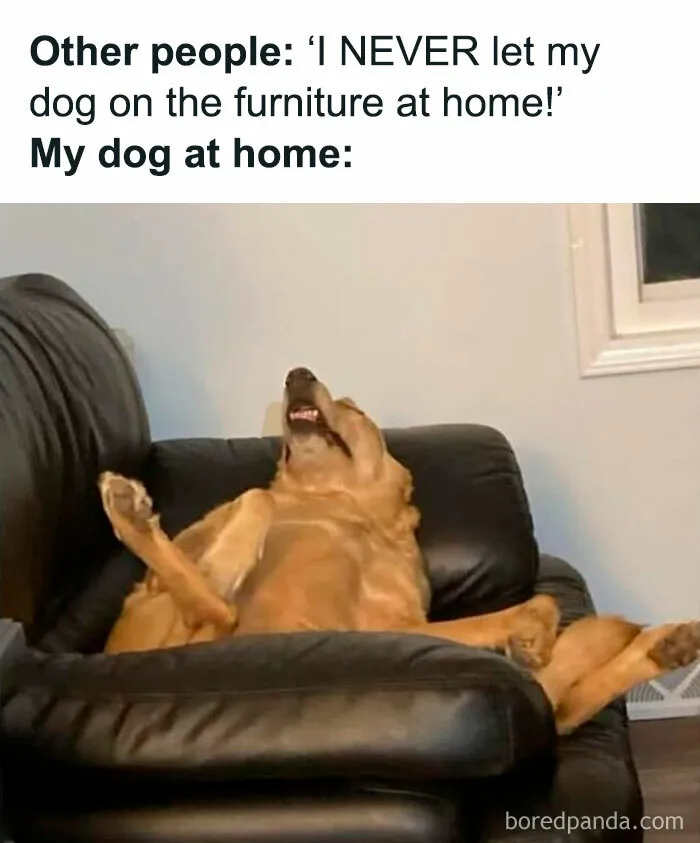 50 Funny Dog Memes That Are A True Ray Of Sunshine On A Tiring Day