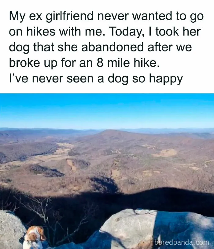 50 Funny Dog Memes That Are A True Ray Of Sunshine On A Tiring Day