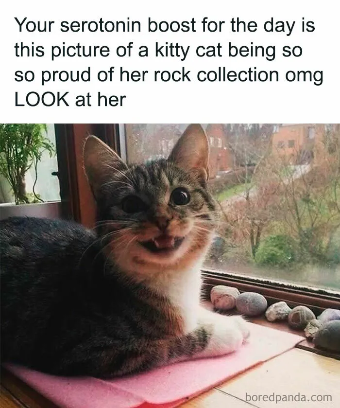 Laugh Out Loud With These 50 Spot-On Memes That Perfectly Sum Up Everyday Life As An Introvert