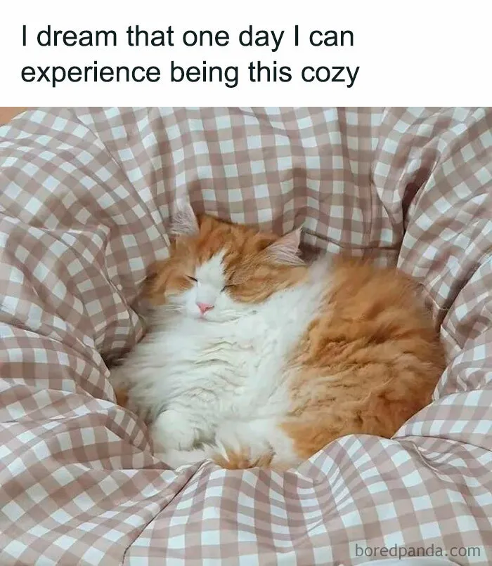 Laugh Out Loud With These 50 Spot-On Memes That Perfectly Sum Up Everyday Life As An Introvert