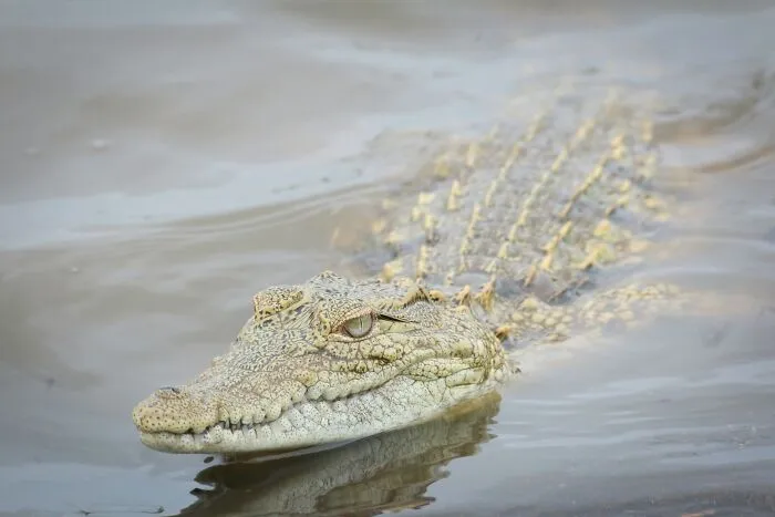 Crocodile Dilemma