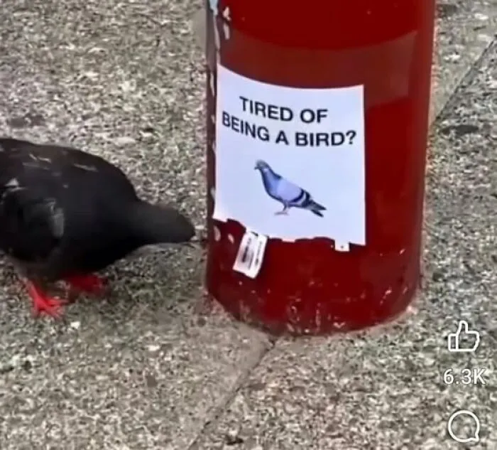 Pigeon pecking at a funny sign on a red pole asking tired of being a bird in a chaotic world.