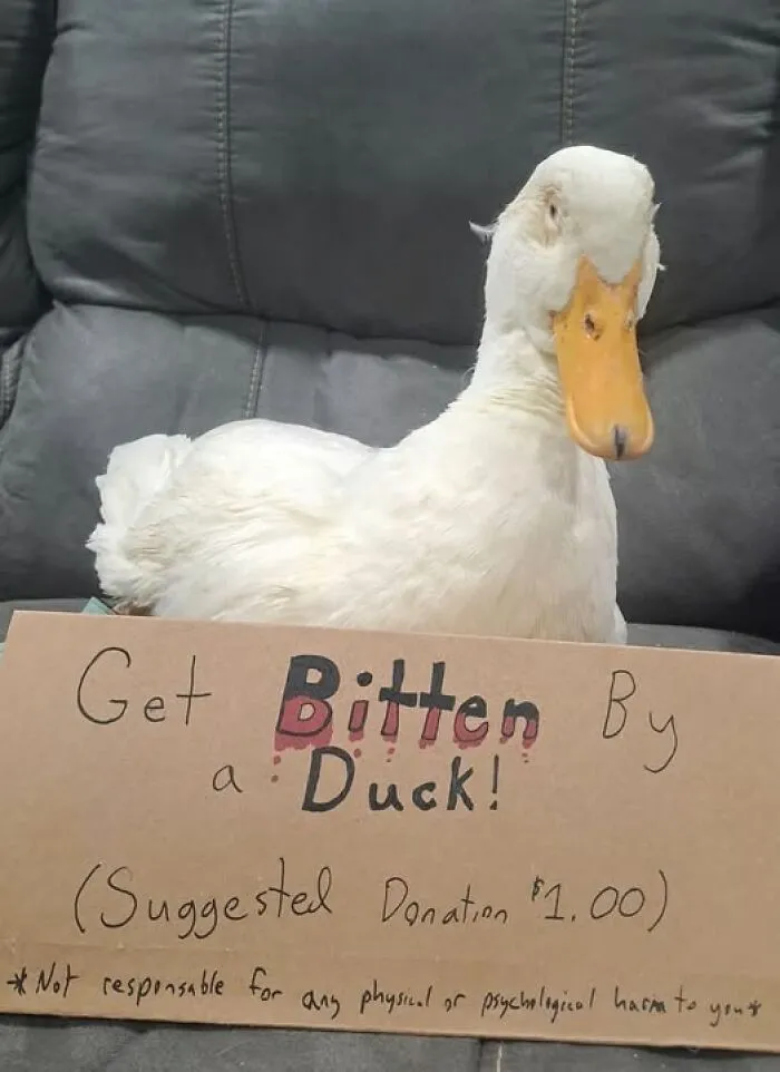 White duck sitting on a couch behind a humorous sign offering bites for a suggested donation, adding chaos with funny signs.