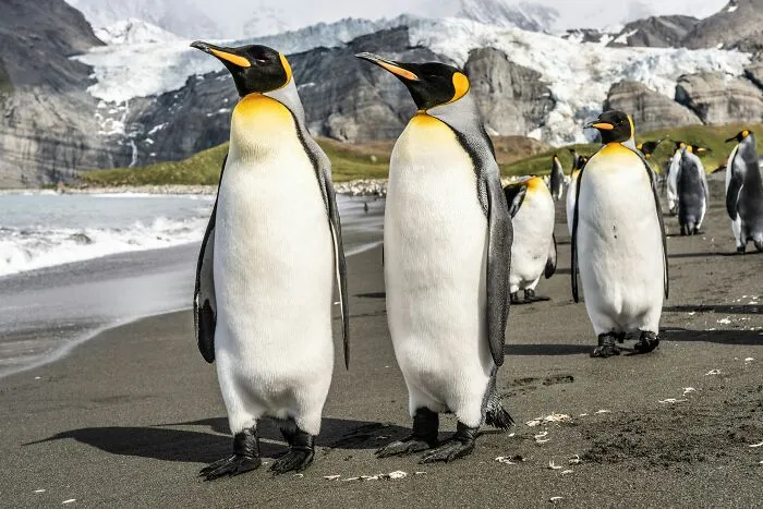 One Man Pranked Florida Into Believing In A Giant Penguin For 40 Years