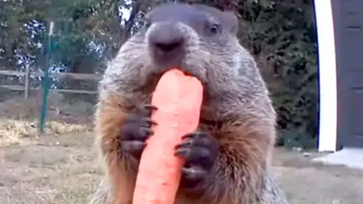 45 Unbelievably Interesting Stories And Facts To Show You A Different Side Of Reality