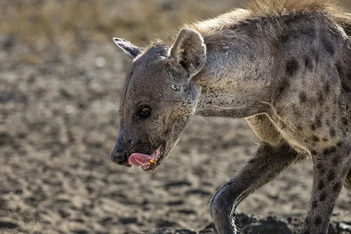 Hyena walking on dry ground, shown in close-up with head turned and tongue out, illustrating active brain focus.