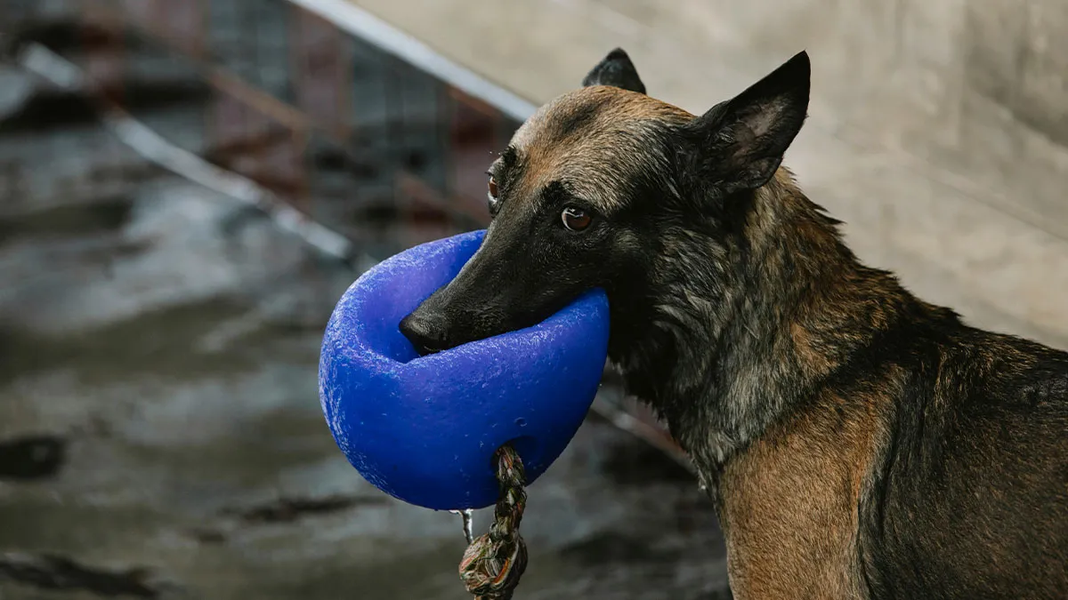 Man Wants Pool Party Host To Lock Up Their Dogs As His Son Is Afraid, Host Gets Annoyed With Him