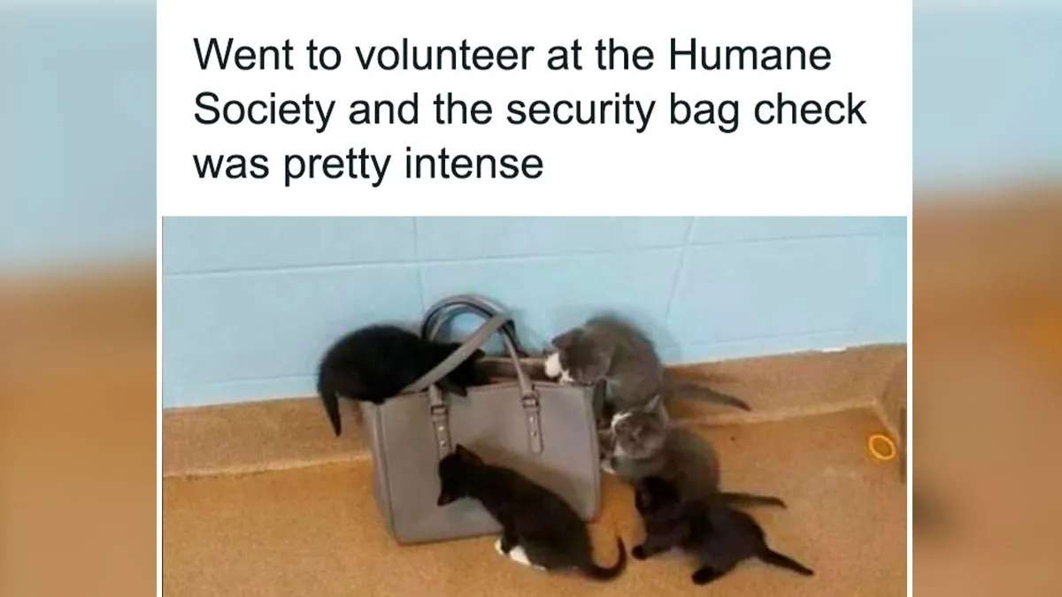 50 Cute And Funny Cat Memes That Are Cheaper Than Therapy (New Pics)