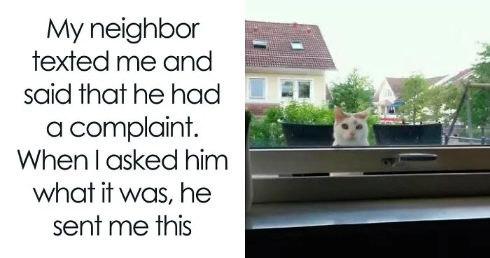 50 Cute And Funny Cat Memes That Are Cheaper Than Therapy (New Pics)