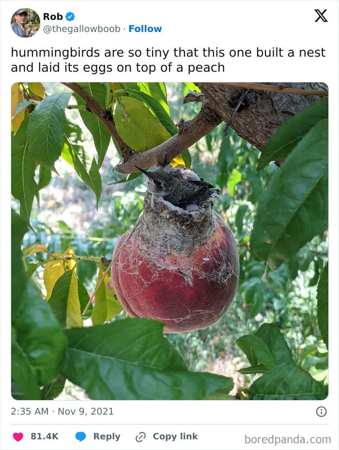 I Wouldn’t Have Believed That Birds Would Build A Nest On A Hanging Fruit, If I Didn’t See It