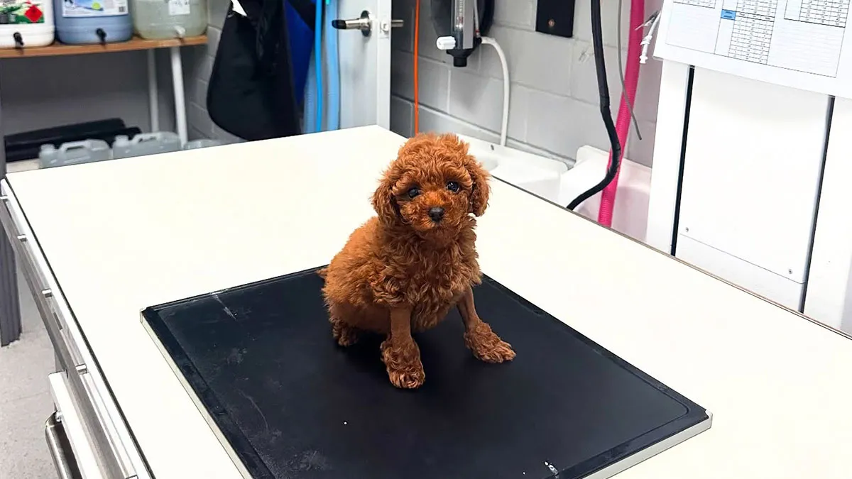 Tooshie The Pup, Born Without A Butthole, Finally Poops As Australian Vets Come To His Rescue
