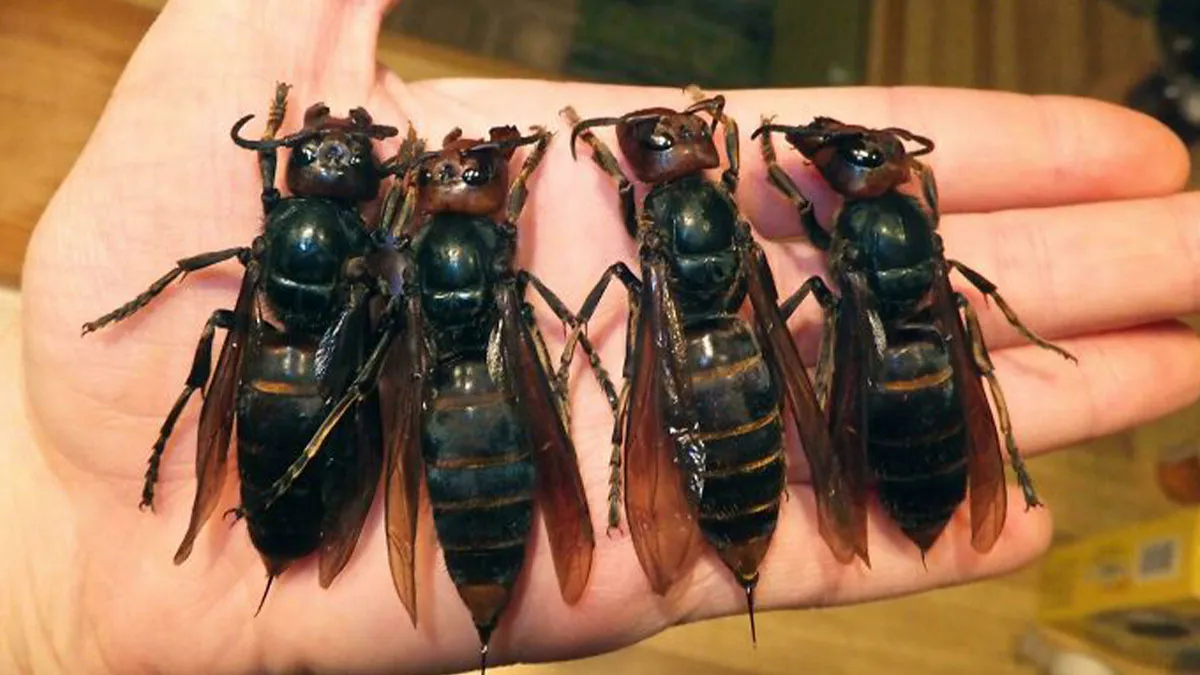 50 Images That Should’ve Come With A Priest, A Therapist, And A Burning Trash Can (New Pics)