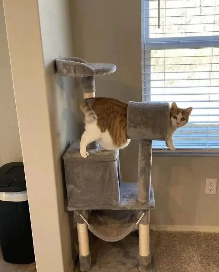 Blursed Cat