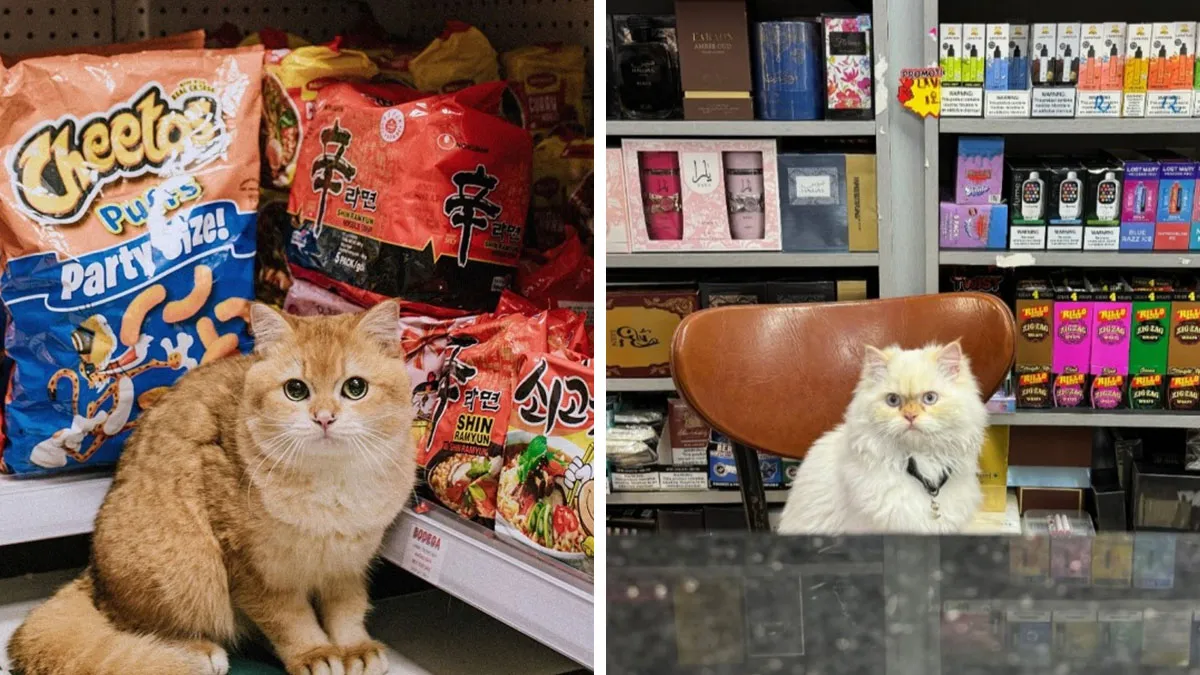 44 Adorable Cats Found Lounging And Ruling Inside NYC Bodegas