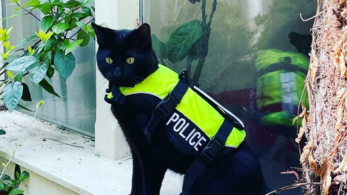 Meet Nimis, The Adorable Cat Who’s ‘Patrolling’ Amsterdam In A Police Vest