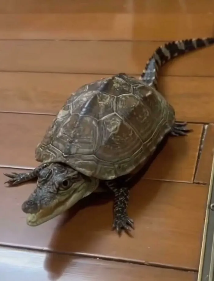 Reptile with a turtle shell and alligator head on wooden floor showcasing one of the weird animal photos.