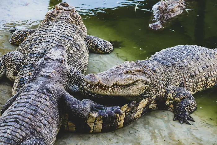 27 Folks All Over The World Reveal Their Equivalent Of "One Mississippi"