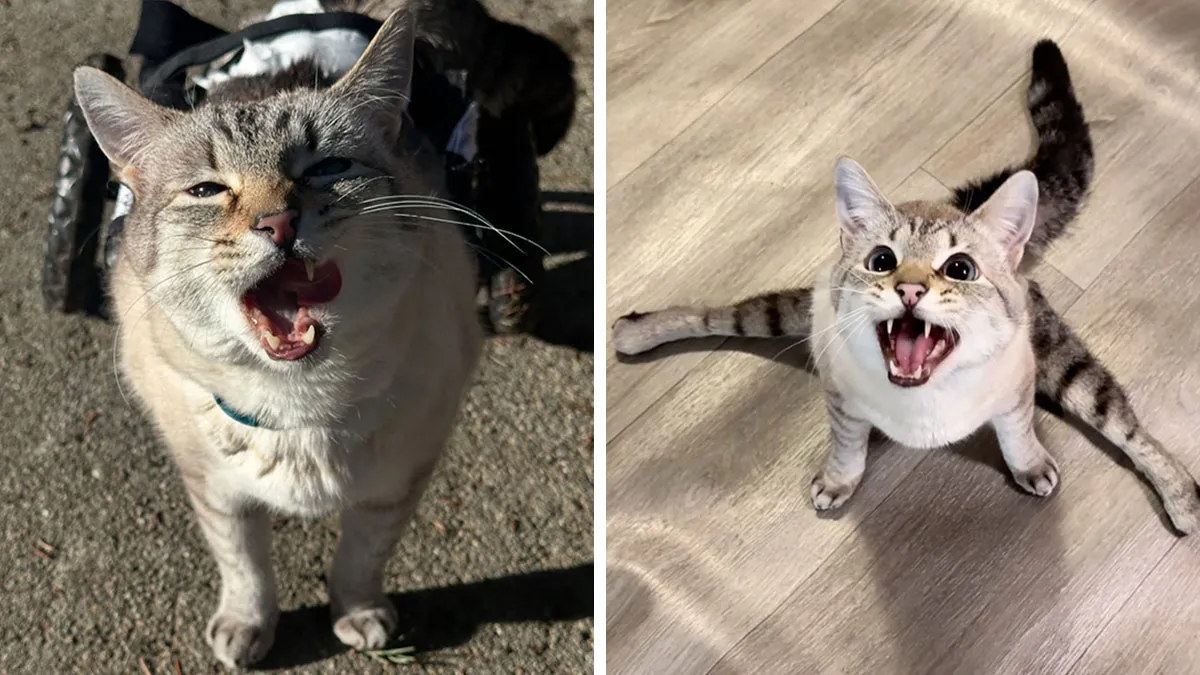 Paralyzed Rescue Cat Defies The Odds, And Thanks To A Wheelchair, Zooms Around Like A Pro