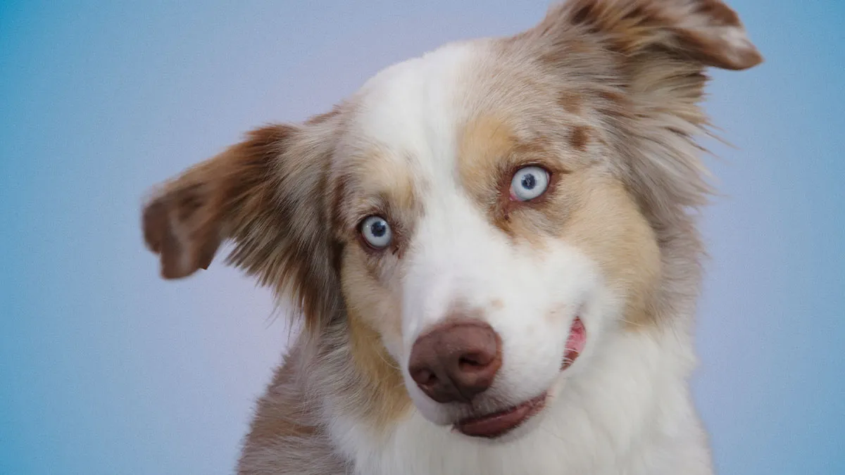 I Take Pictures Of Pets Capturing Their Personality And Character (20 Pics)
