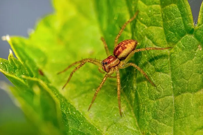 The Diving Bell Spider