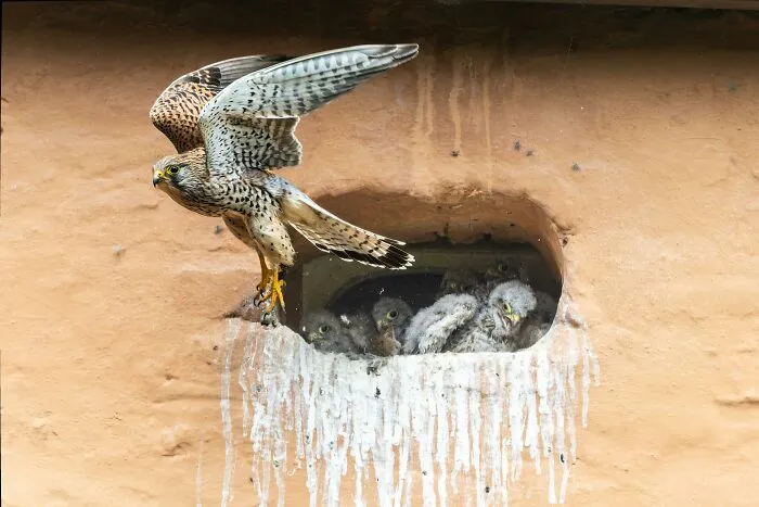 Falcon taking flight from a nest with chicks inside an urban wall, illustrating people falling for fictional things.
