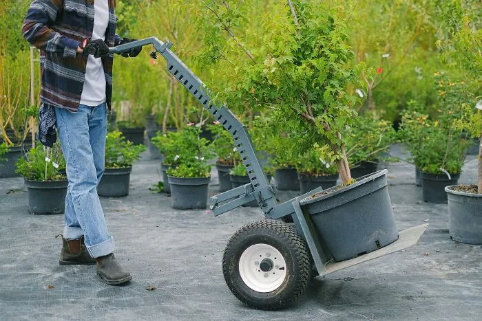 Tree Care