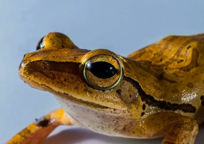 Close-up of a frog illustrating one of the fictional things people are still falling for that were never real.