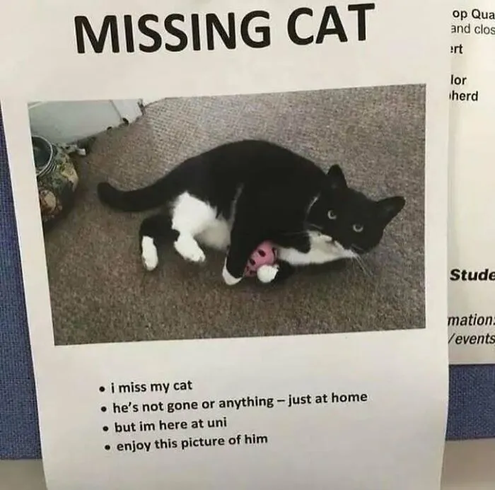 Missing Cat