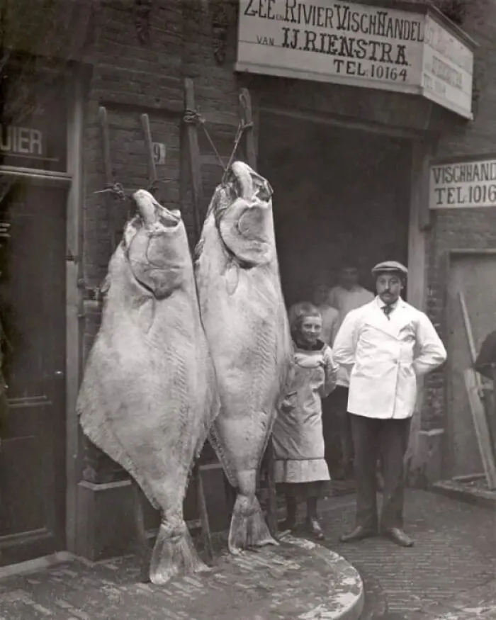 A Sea And River Fish Shop In Amsterdam Showing Off Some Prime Halibuts (1913)