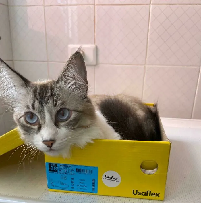 #4 Pompom The Cat In A Shoe Box