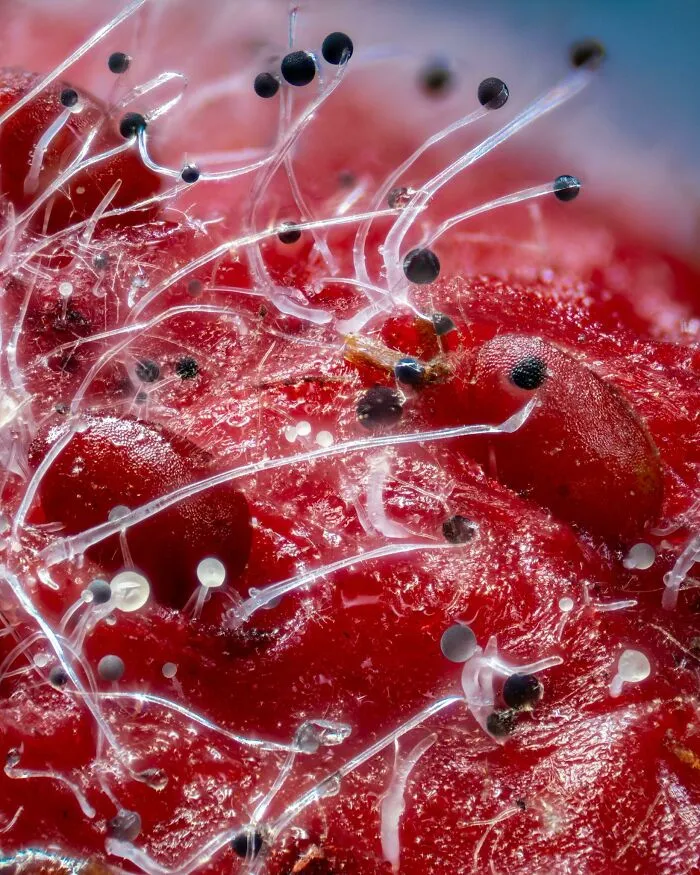Ghostly Tendrils Of Mold Rise Up From The Microscopic Hills And Valleys Of An Over-Ripe Strawberry. Who Knew Mold Could Be So Strangely Beautiful Up Close