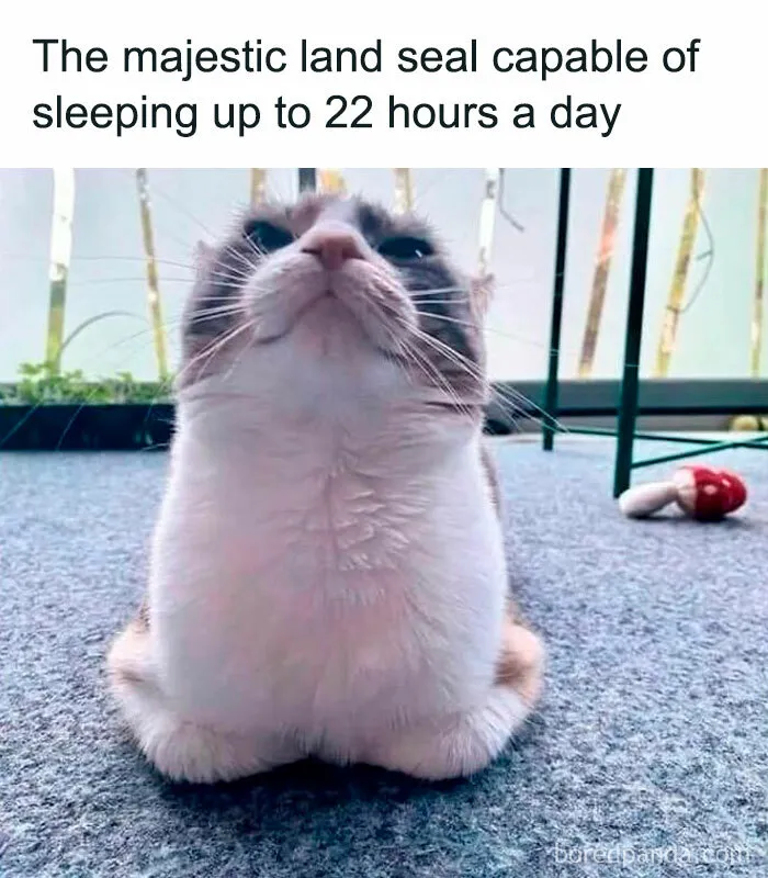 50 Hilarious Memes To Help You Decompress When Life Gets A Little Bit Too Much