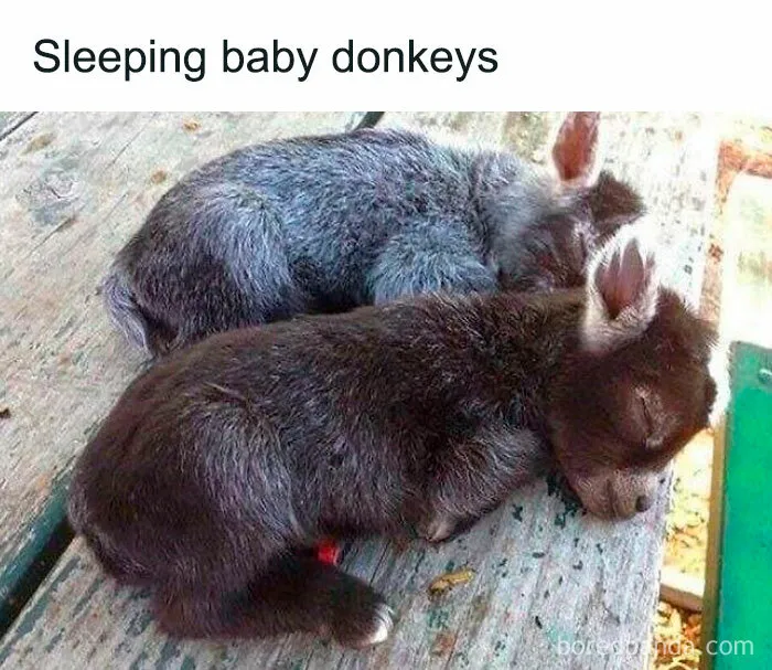 Two sleeping baby donkeys resting closely together in a wholesome meme perfect to share with favorite people.