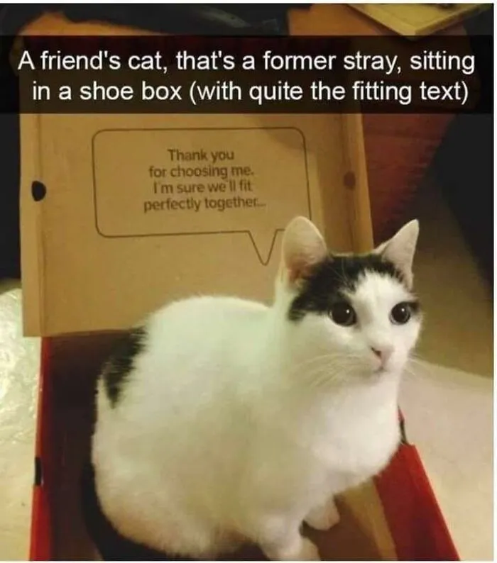 Cat sitting in a shoebox with a fitting message, showcasing a wholesome meme for favorite people and friends.