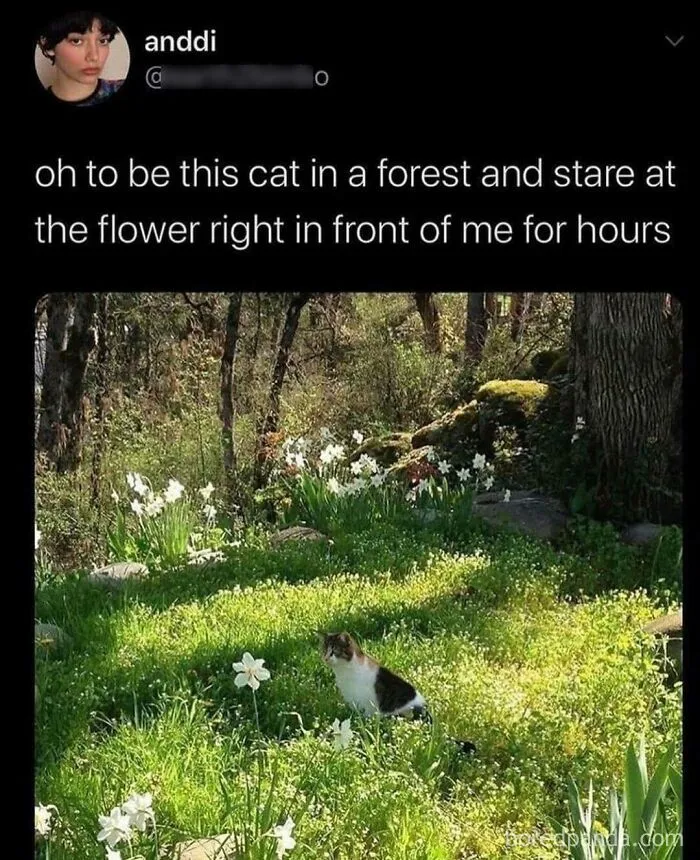 Cat sitting peacefully in a forest surrounded by flowers, capturing the essence of wholesome memes and nature calmness.