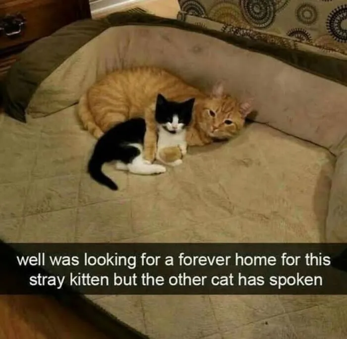 Two cats cuddling on a couch with a caption about finding a forever home, representing wholesome memes.