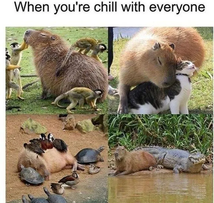 Animals peacefully interacting in wholesome memes showing calm and friendly moments with different species together.