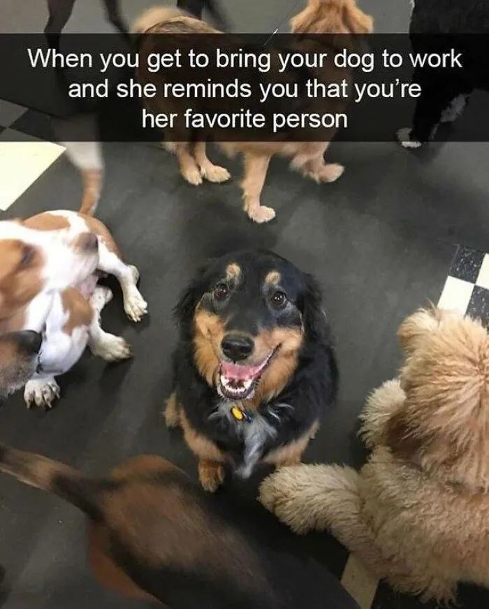 Happy dog surrounded by other dogs at work, illustrating wholesome memes about favorite people and joyful moments with pets.