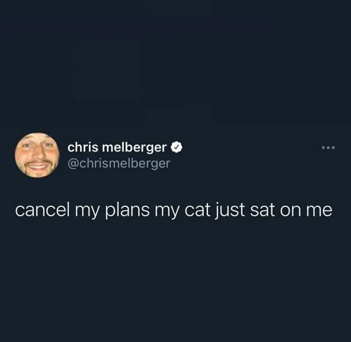 Charming wholesome meme featuring a tweet about canceling plans because a cat just sat on the person.
