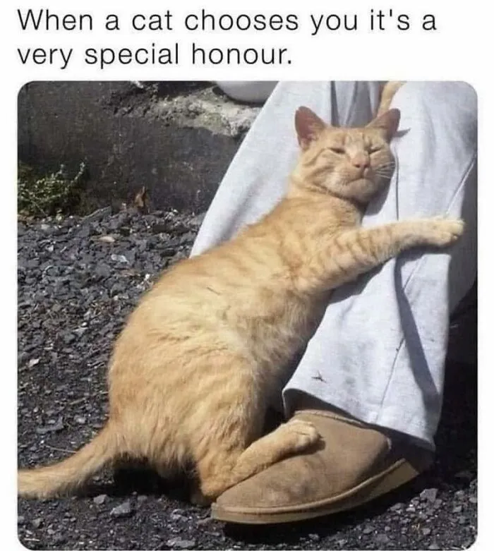 Orange cat hugging a person's leg outdoors, illustrating a wholesome meme about the special honor of being chosen by a cat.