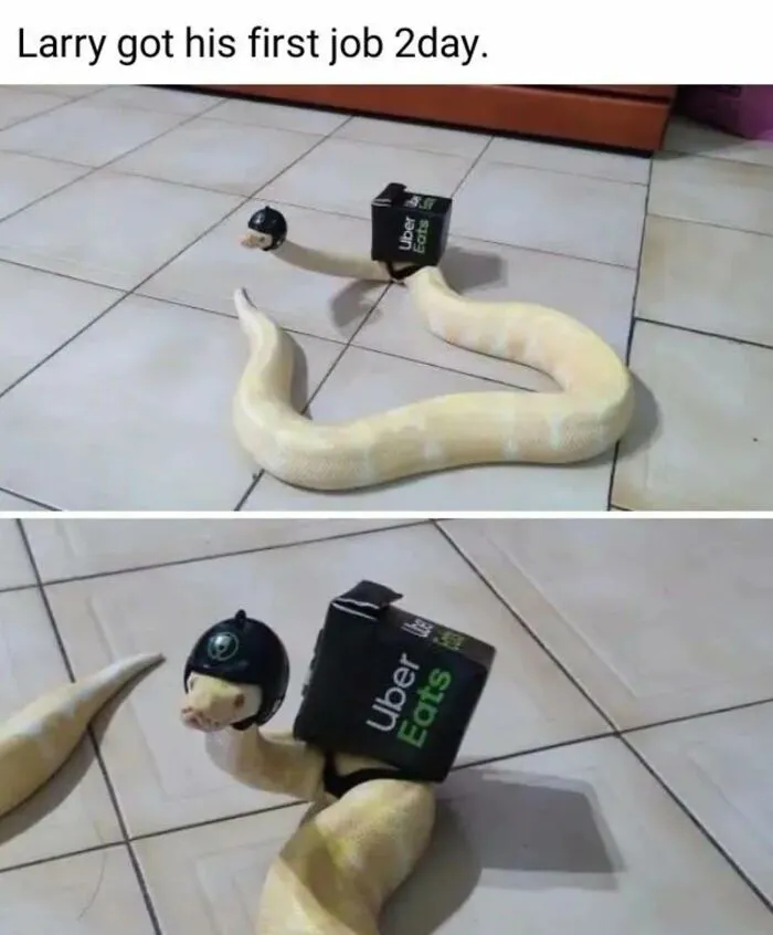 Snake dressed as Uber Eats delivery driver wearing helmet and box, a wholesome meme to share with favorite people.