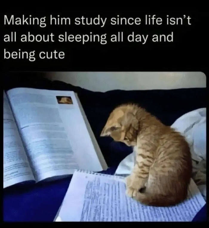 Kitten sitting on paper next to open book with caption about studying, a wholesome meme to share with favorite people.