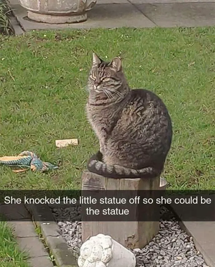 Tabby cat sitting on a wooden stump in a garden, caption highlights a wholesome meme about the cat becoming the statue.