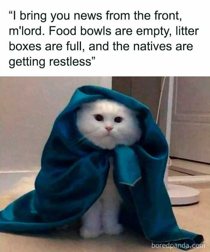 White cat wrapped in a blue blanket with a caption about empty food bowls in wholesome memes to send to your favorite people.