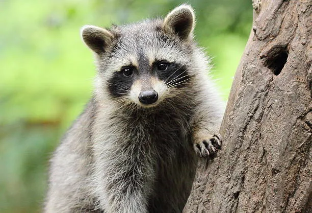All About Raccoons: Facts, Behavior, And Habits