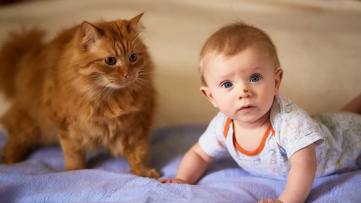 Hubby Stands Firm Against Postpartum Wife Who Wants To Rehome Their Family Cat Due To Its Clinginess