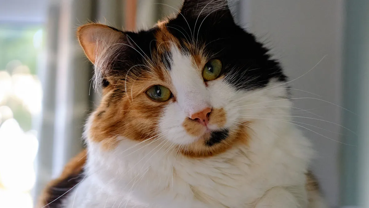 “AITA For Refusing to Pay My Cat-Sitter?”
