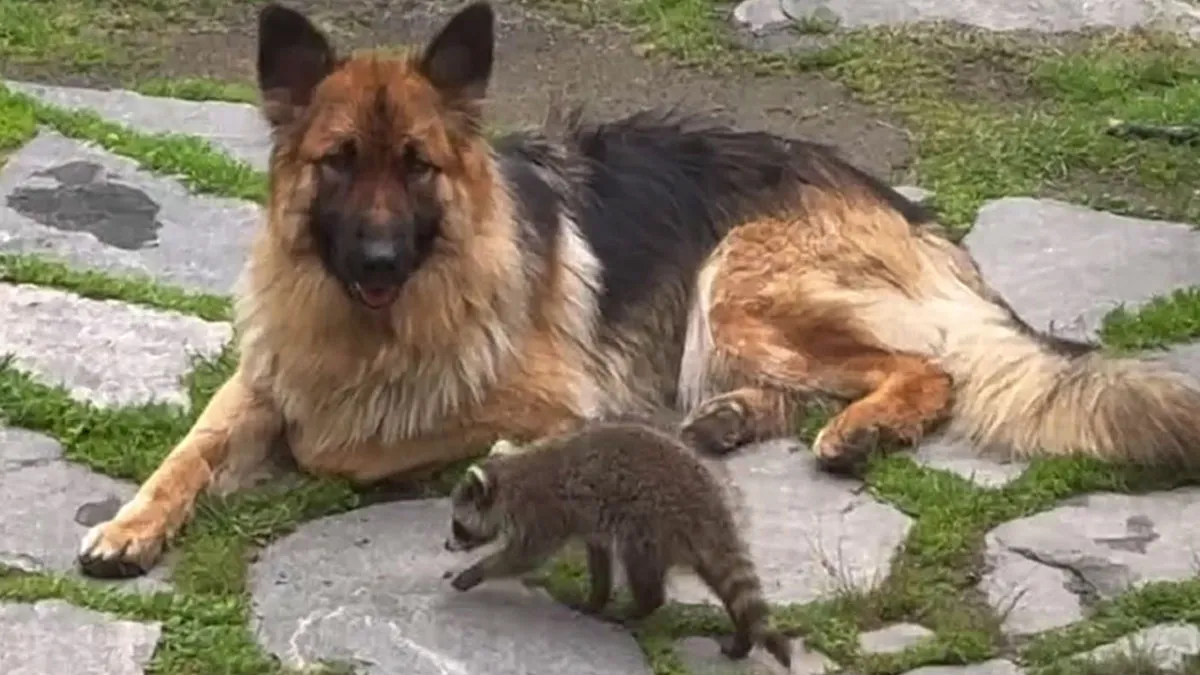 If You're Having A Rough Day, This Raccoon's Bond With His German Shepherd Dad Might Lift You Up