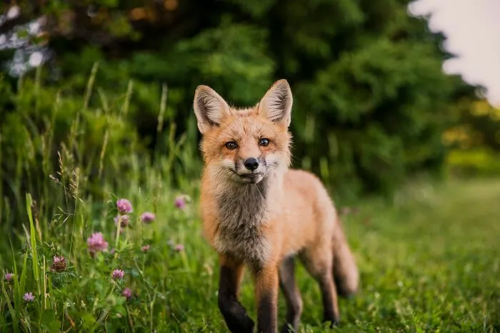 Fox standing in a green field with flowers, highlighting nature scenes for da Vinci historical facts content.